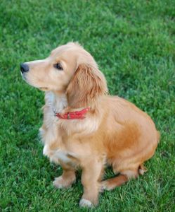 Cocker Spaniel 