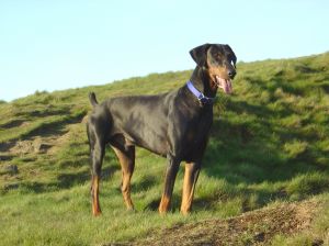 Doberman Pinscher