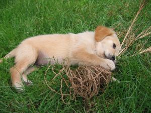 Golden Retriever