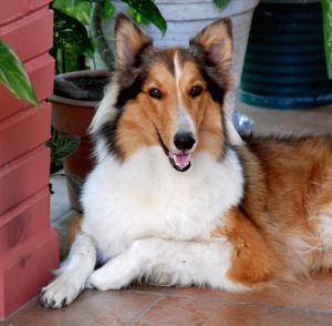 collie