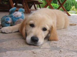 Labrador Retriever puppy