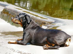 Rottweiler