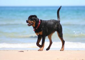 rottweiler dog