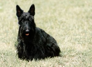 Scottish Terrier (Aberdeen Terrier)