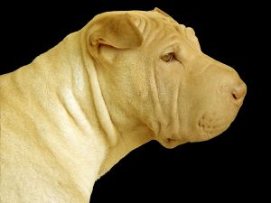 Chinese Shar-Pei 