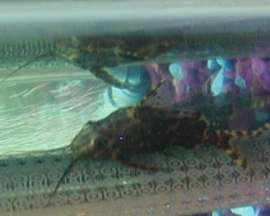 Synodontis Nigriventris - Upside-down catfish picture