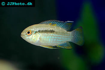 flag acara