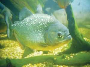 Redbelly piranha - Serrasalmus nattereri