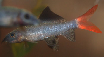 Red tailed shark picture - Epalzeorhynchus frenatus