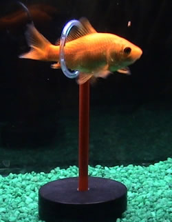 golfish training