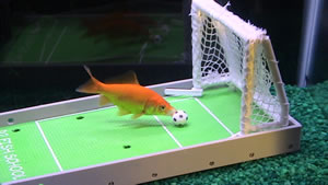 Goldfish playing fotball