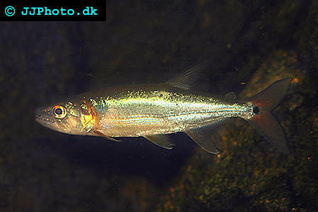 Acestrorhynchus falcatus - Spotted Cachorro picture