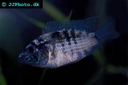 blue acara picture - Aequidens pulcher