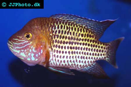 Adult Green Terror - Aequidens rivulatus picture