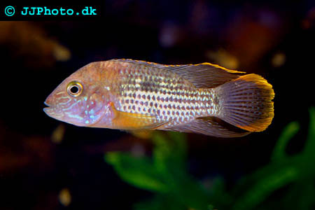 Picture of juvenile green terror cichlid