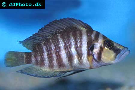 Altolamprologus compressiceps -  Compressed Cichlid picture