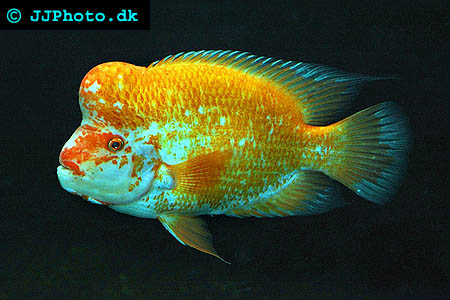 Picture of red devil aka midas cichlid