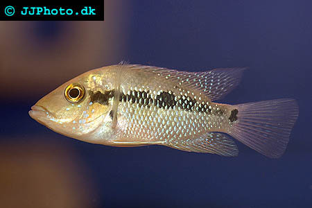 Amphilophus robertsoni - Turquoise cichlid picture
