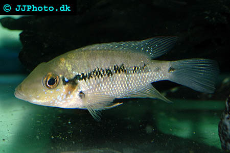 Amphilophus robertsoni - Turquoise cichlid picture