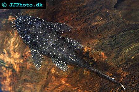 Bristlenosed Catfish - Ancistrus dolichopterus picture