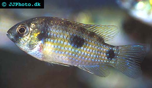 African butterfly fish - anomalochromis thomasi