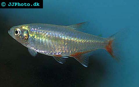Bloodfin Tetra - Aphyocharax anisitsi picture