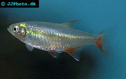 aphyocharax anisitsi - Bloodfin tetra