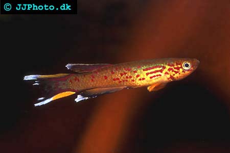 picture aphyosemion australe male