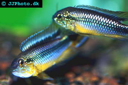 Apistogramma agassizii - Agassiz' Dwarf Cichlid picture