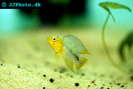 Apistogramma borellii male - Umbrella Cichlid male picture