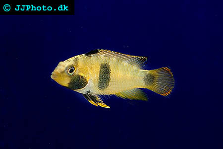 Apistogramma nijsseni female - Nijsseni's Dwarf Cichlid female picture