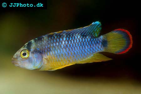 Apistogramma nijsseni male - Nijsseni's Dwarf Cichlid male picture