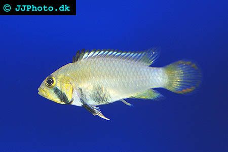 Apistogramma panduro female - Blue Panda Apisto female picture