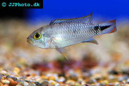 Apistogramma panduro male - Blue Panda Apisto male picture