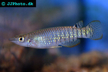 Striped panchax - Aplocheilus lineatus female picture