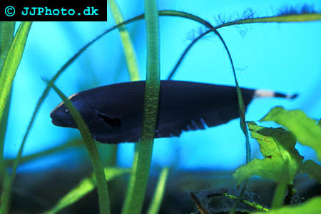 Black Ghost Knife picture - Apteronotus albifrons