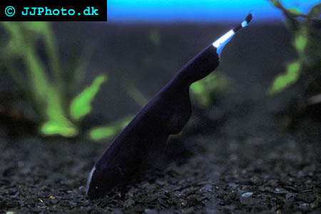 Apteronotus albifrons aka Black Ghost Knife picture