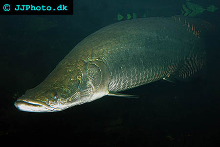 Pirarucu – Arapaima gigas