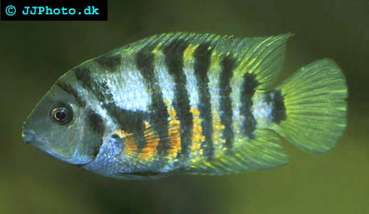 Female convict cichlid fish