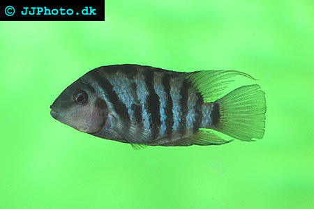 Convict cichlid - Cryptoheros nigrofasciatus picture