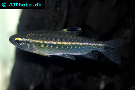 Arnoldichthys spilopterus -  Red-Eyed Tetra female picture