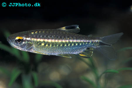 Red-Eyed Tetra - Arnoldichthys spilopterus male picture