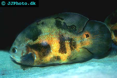 Oscar fish in breeding condition