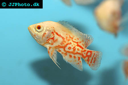 Albino Astronotus ocellatus - Albino Oscar picture