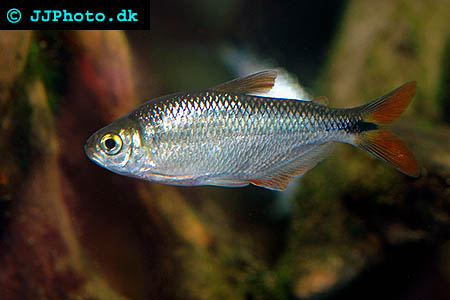 Blind Cavefish - Astyanax mexicanus picture