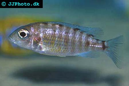 Aulonocara baenschi female