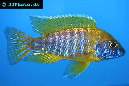 Aulonocara baenschi