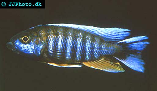 Picture Aulonocara jacobfreibergi male