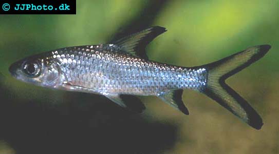 picture of suitable shark for the freshwater home aquarium the Bala Shark