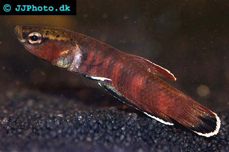 Betta channoides picture